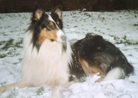 Collie langhåret * Jacki *  billede 1