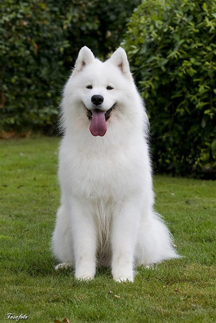 Samojedhund Cabaka´s GioVanni  - og sidde pæn kan jeg også billede 16