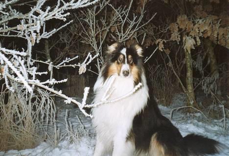 Collie langhåret * Jacki *  billede 2