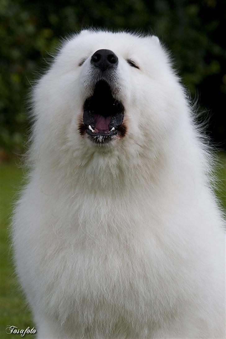 Samojedhund Cabaka´s GioVanni  - Vuuuuuuuuuuffff billede 17