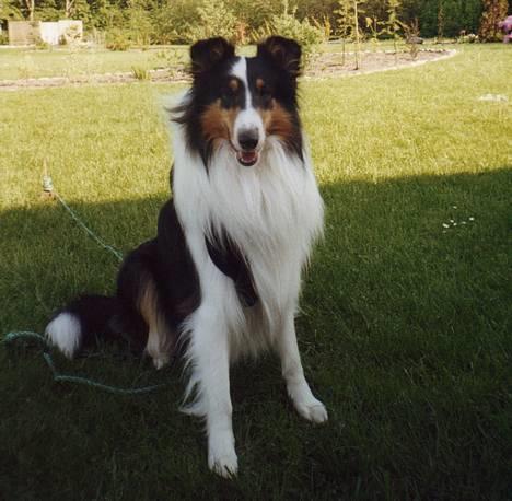 Collie langhåret * Jacki *  billede 4