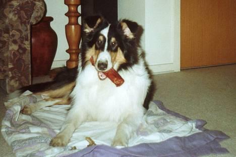 Collie langhåret * Jacki *  billede 5