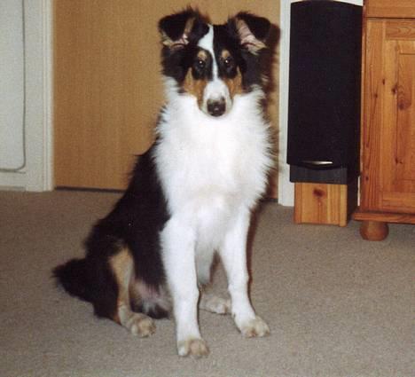 Collie langhåret * Jacki *  billede 6