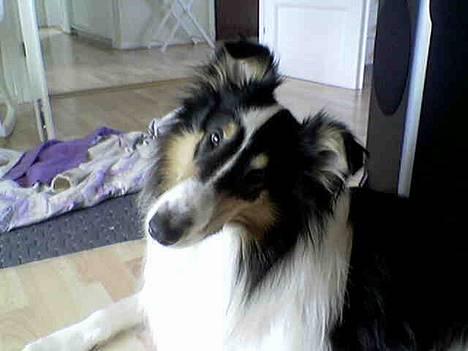 Collie langhåret * Jacki *  billede 7