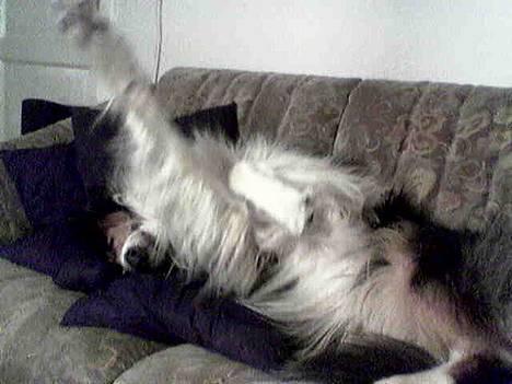 Collie langhåret * Jacki *  - Billedet er taget med mobil så kvaliteten er desværre ikke så godt ! billede 8