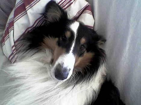 Collie langhåret * Jacki *  billede 9