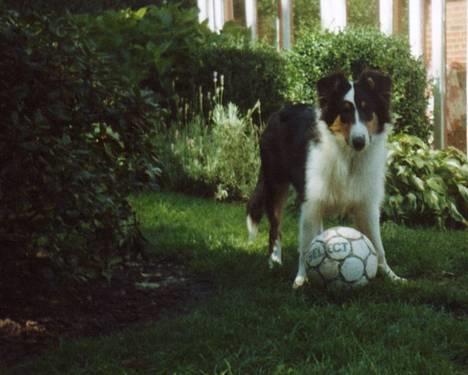 Collie langhåret * Jacki *  - Nogen der vil spille bold ? (: billede 10