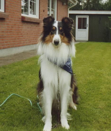 Collie langhåret * Jacki *  billede 13
