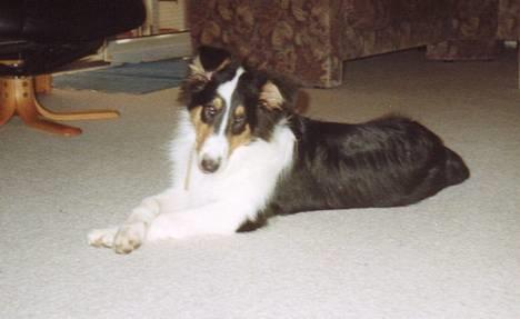 Collie langhåret * Jacki *  - Ej altså, ik flere billeder. Kan i ik se jeg har travlt med at spise min pind? :) billede 14