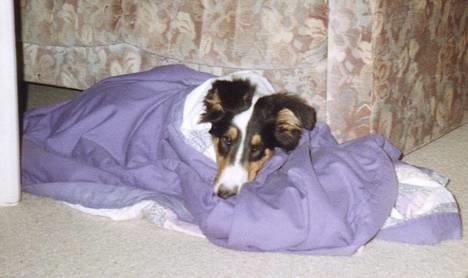 Collie langhåret * Jacki *  - Her putter han godt i hans tæppe :D billede 15