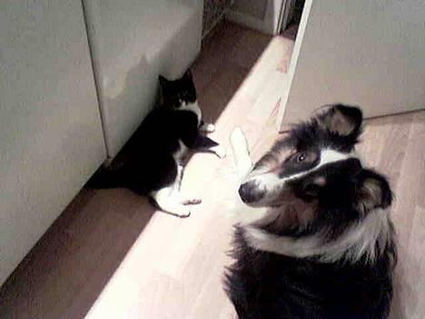 Collie langhåret * Jacki *  - Billedet er taget med mobil så kvaliteten er desværre ikke så godt ! billede 16