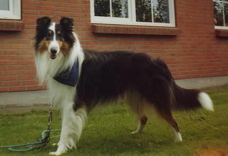 Collie langhåret * Jacki *  billede 17