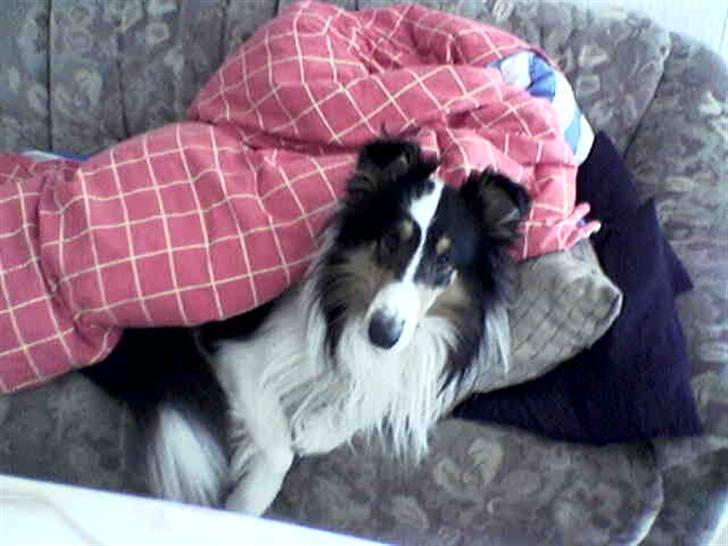 Collie langhåret * Jacki *  - Billedet er taget med mobil så kvaliteten er desværre ikke så godt ! billede 18