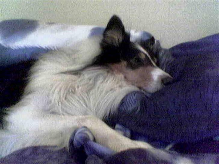 Collie langhåret * Jacki *  - Billedet er taget med mobil så kvaliteten er desværre ikke så godt ! Men her får han da vist lige en slapper :) billede 19