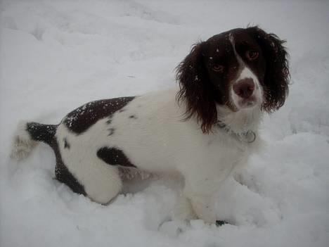 Engelsk springer spaniel tessan - nu kommer bolden!! billede 1