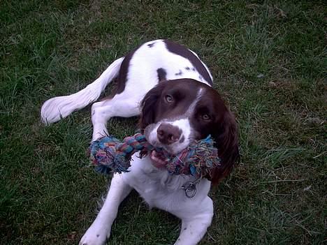 Engelsk springer spaniel tessan - Det er så udenfor billede 2