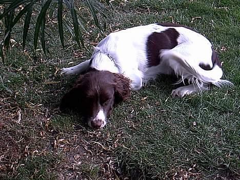 Engelsk springer spaniel tessan - Her ligger han og tager en slapper :p billede 3