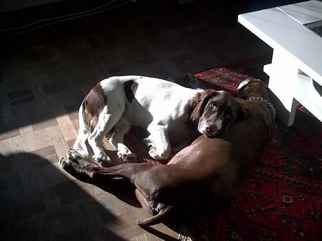 Engelsk springer spaniel tessan - Her ligger de så, han og Sep <333 billede 4