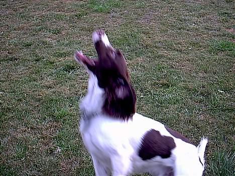 Engelsk springer spaniel tessan - Her er han ved at gribe en boldt <33 billede 5