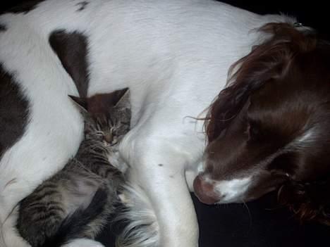 Engelsk springer spaniel tessan - Her ligger han og passer på vores killeng <33 billede 6