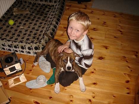 Amerikansk staffordshire terrier Highland Dear Coco - Nick og en lilli Coco. billede 14