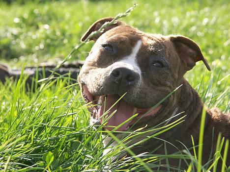 Amerikansk staffordshire terrier Highland Dear Coco - Det er fanmer hårdt arbejde at lege med bitchen :o)  billede 15
