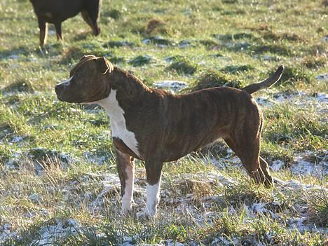 Amerikansk staffordshire terrier Highland Dear Coco billede 16