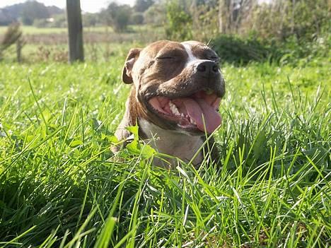 Amerikansk staffordshire terrier Highland Dear Coco - Total afslapning billede 17