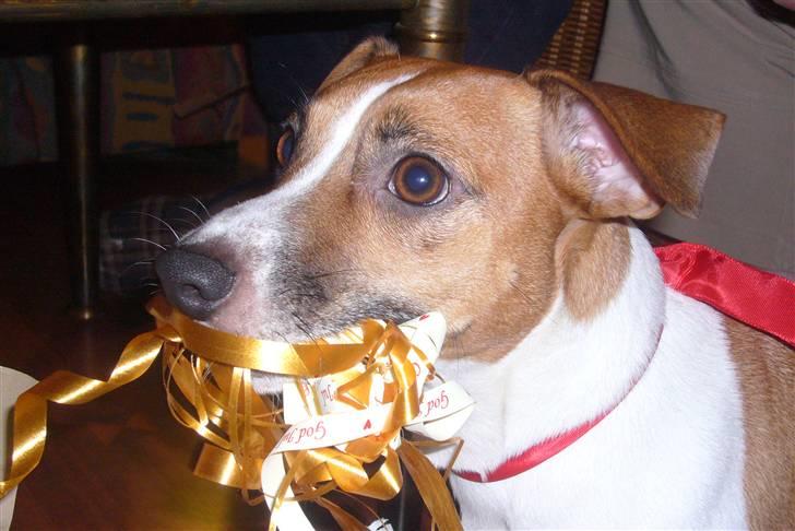 Jack russell terrier Buller - Jeg har pakket alle mine gaver op<3 billede 12