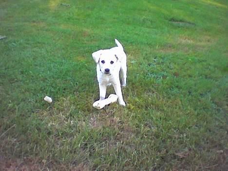 Blanding af racer MY billede 12