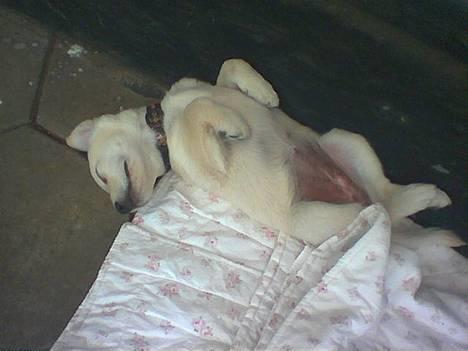 Blanding af racer MY billede 13