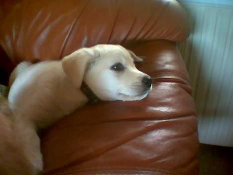 Blanding af racer MY billede 14