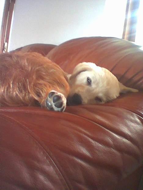 Blanding af racer MY billede 15