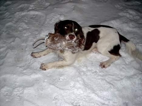 Engelsk springer spaniel tessan - Yes.. Min lege ting. billede 7