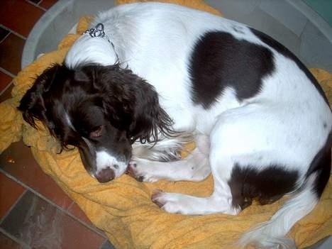 Engelsk springer spaniel tessan - Der sover han <3333333333 billede 8