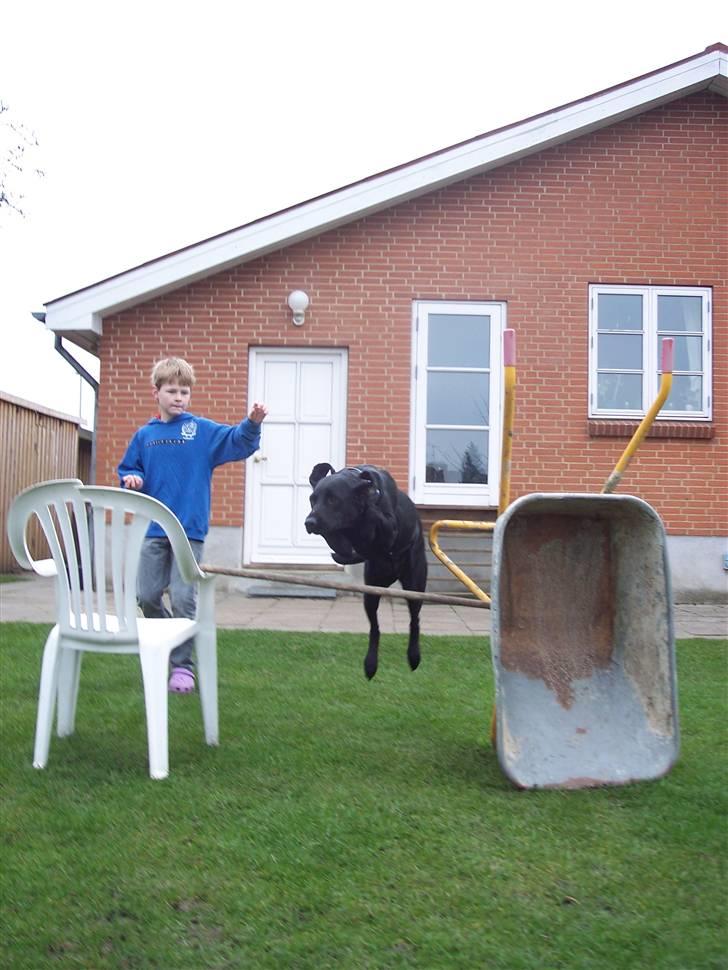 Labrador retriever Bella - Bella der leger... billede 5