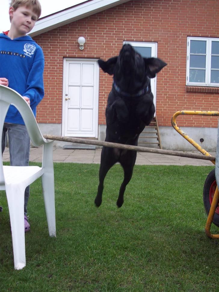 Labrador retriever Bella - Bella der leger... billede 6