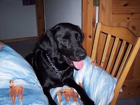 Labrador retriever Bella billede 10