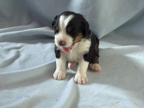 Berner sennenhund Hampus - Hampus, her kun et par dage gammel (: billede 8