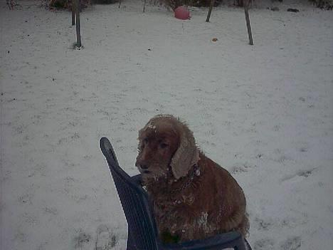 Cocker spaniel Mikkel - R.I.P billede 18