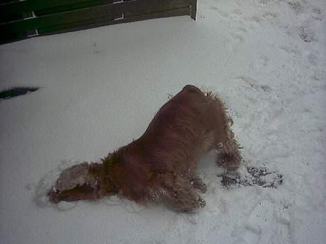 Cocker spaniel Mikkel - R.I.P billede 19