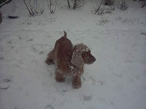 Cocker spaniel Mikkel - R.I.P billede 20