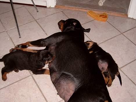 Rottweiler Clair (R.I.P 2010) - Clair snupper en lur med et par hvalpe ZZZZZZ billede 5