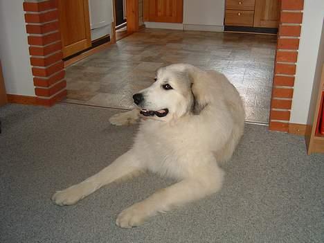 Pyreneerhund Simba - Hygge december 2005  billede 10