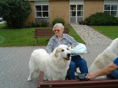 Pyreneerhund Inez - Besøgsven på Plejehjemmet  billede 5