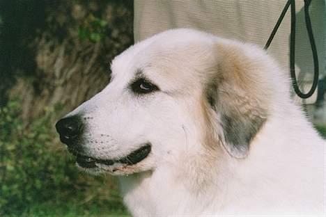 Pyreneerhund Inez - Sommerer 2005  billede 6