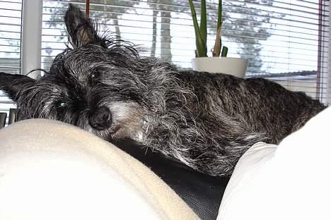 Cairn terrier Jack *11.12.96 - 17.7.13* - Det var bare hårdt og gå tur i sneen... Godt med en blød sofa at putte i:o) billede 17