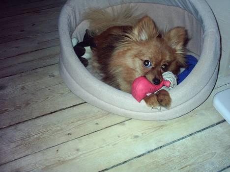 Pomeranian Tilde - helt nyt fra den 1/3 billede 15