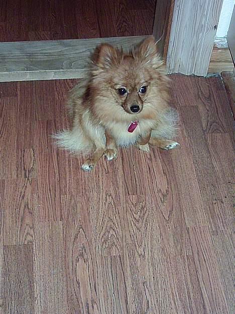 Pomeranian Tilde - helt nyt fra 29/12 billede 16