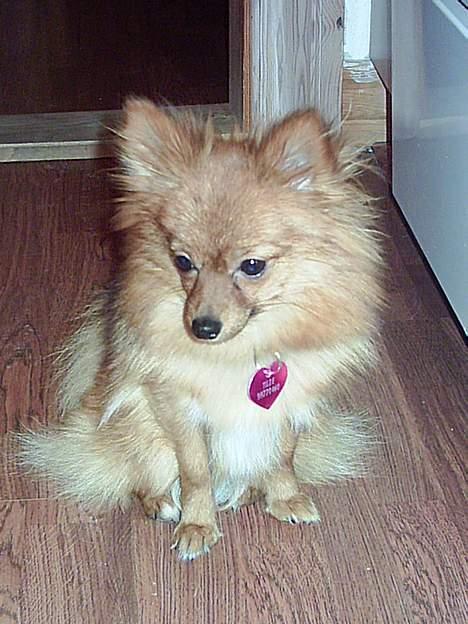 Pomeranian Tilde - helt nyt fra 29/12 billede 17